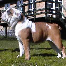 English bulldog : CH Mad House Celine Dion
